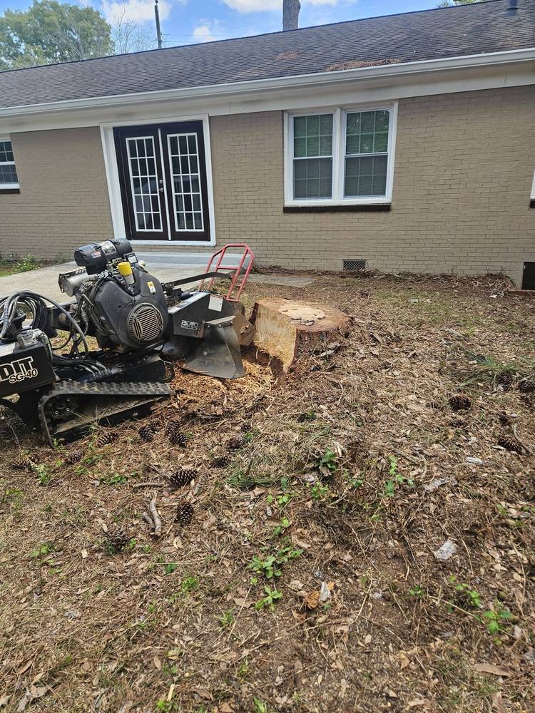 Bandit stump grinder next to a fresh pine stump behind a brick home