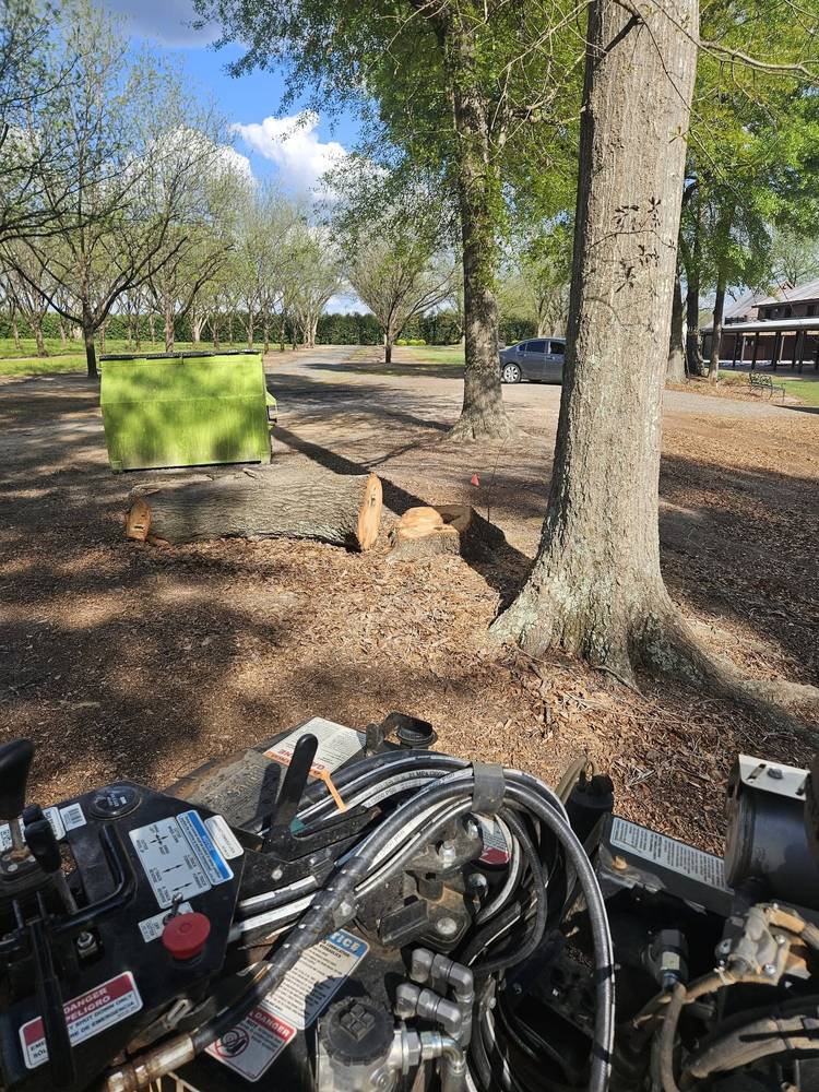 Stump grinder working in a pecan orchard