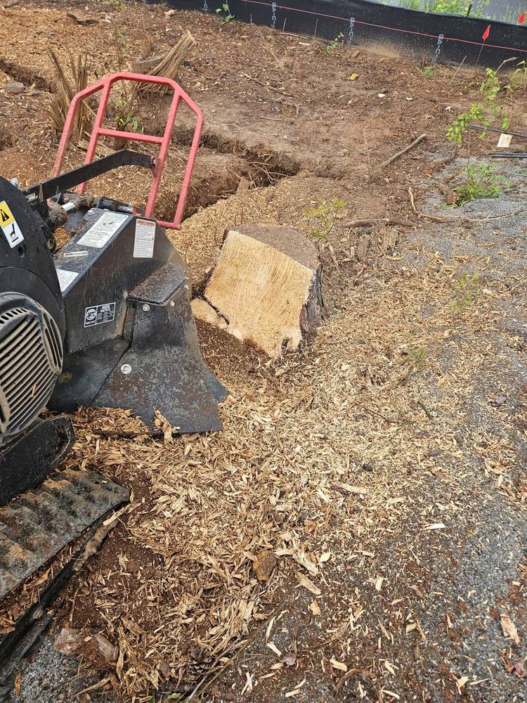Close view of a stump ground flush with fresh grindings